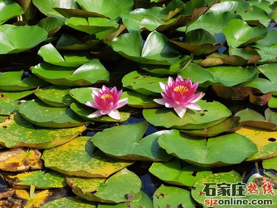 欒城人民公園